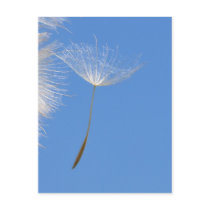 Feel free - Flying Dandelion seed Post Cards