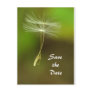 Feel free - Flying Dandelion seed Postcards
