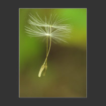 Feel free - flying Dandelion seeds postcards