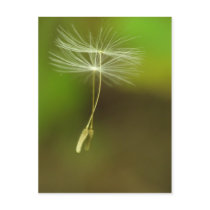 Feel free - flying Dandelion seeds Postcards