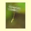 Feel free - flying Dandelion seeds postcards