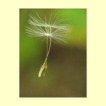 Feel free - flying Dandelion seeds postcards