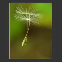 Feel free - flying Dandelion seeds postcards