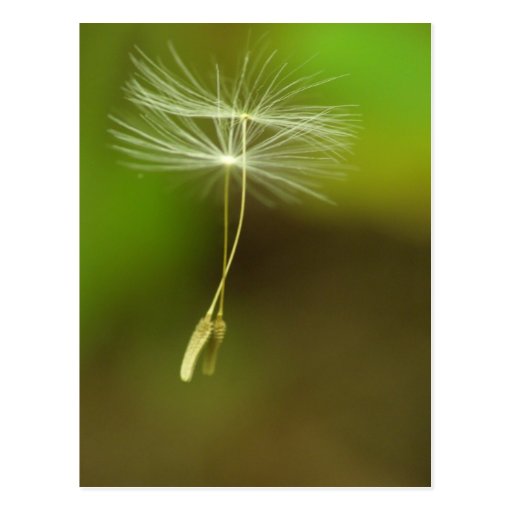 Feel free - flying Dandelion seeds Postcards
