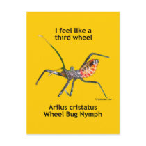 Feel Like A Third Wheel Bug Post Card