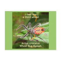 Feel Like A Third Wheel Bug Postcards
