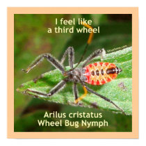 Feel Like A Third Wheel Bug Poster