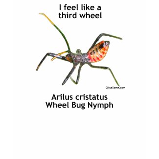 Arilus cristatus, Wheel Bug, Assassin Bug