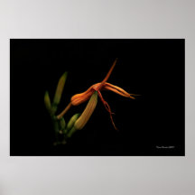 Feelers Poster