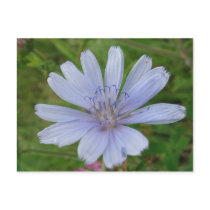 Feeling Blue Wildflower Postcard postcards