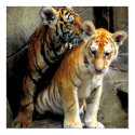Feeling Frisky ? posters