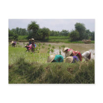 feild day postcards by shaillajakk feild day postcards
