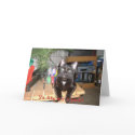 Feline 6-Pack cards