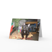 Feline 6-Pack cards