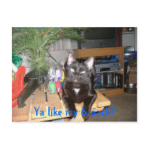 Feline 6-pack postcards