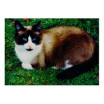 Feline Beauty Business Card Template