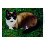 Feline Beauty Cards
