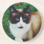 Feline Beauty Beverage Coaster