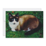 Feline Beauty Invitations