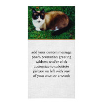 Feline Beauty Photo Cards