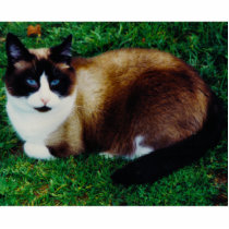 Feline Beauty Photo Sculpture