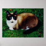 Feline Beauty posters