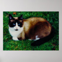 Feline Beauty Poster