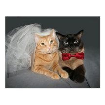 Feline bride and groom postcard