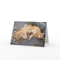 Feline buddies cards by grimalkin Feline buddies cards