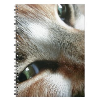 Feline Face Notebooks