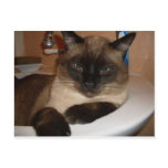 Feline Leukemia Awareness Siamese Cat  Postcard