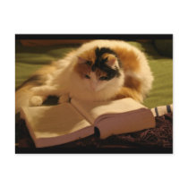 Feline Lincoln postcards