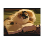 Feline Lincoln Post Card