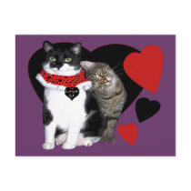 Feline Love Postcard