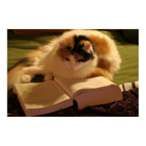 Feline Scholar posters