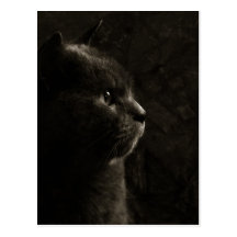 Feline silhouette - Postcard
