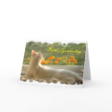 Feline Sympathy Card card