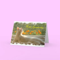 Feline Sympathy Card