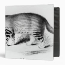 Felis Pajeros, plate 9 Binders