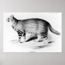 Felis Pajeros, plate 9 Poster