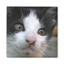 Felis silvestris catus magnets