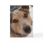Feliz Navidad Perro Pastor - Spanish Christmas Greeting Cards