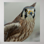 Female American Kestrel Print