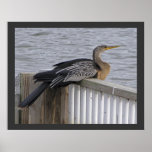 Female Anhinga - Resting Near Pond posters