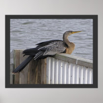 Female Anhinga - Resting Near Pond Poster