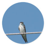 Female Barn Swallow Stickers