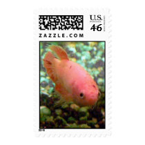 Female Betta Stamp