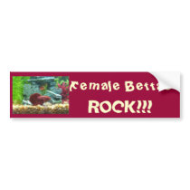 Female Bettas Rock!!! Bumper Sticker