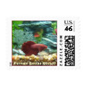 Female Bettas Rock!!! Postage postage
