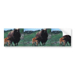 Female bison with a calf bumper stickers